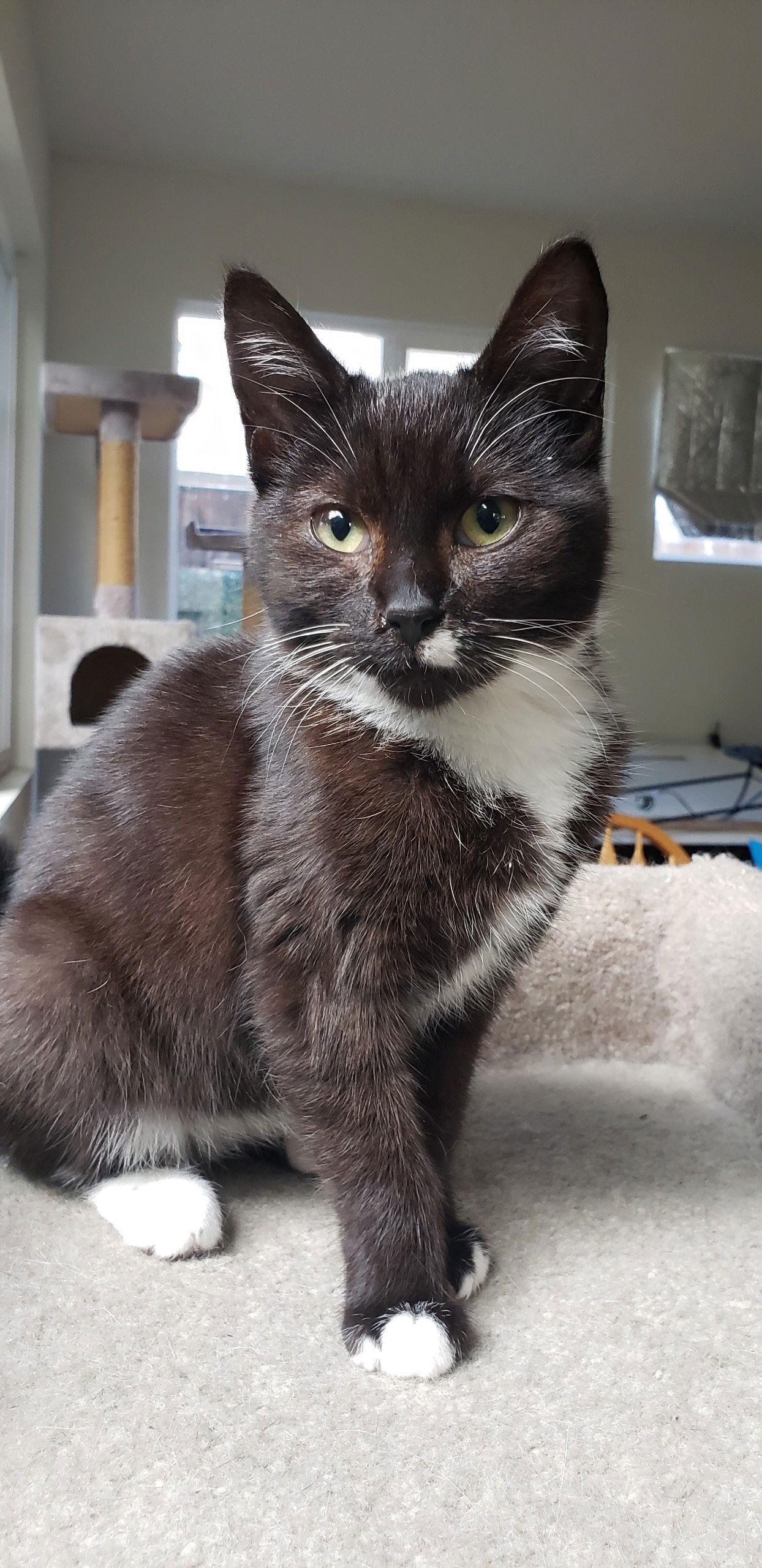 品質検査済 audrey | 13th Street Cat Rescue | San Jose, CA テープ・マスキングテープ