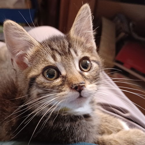 Kenai