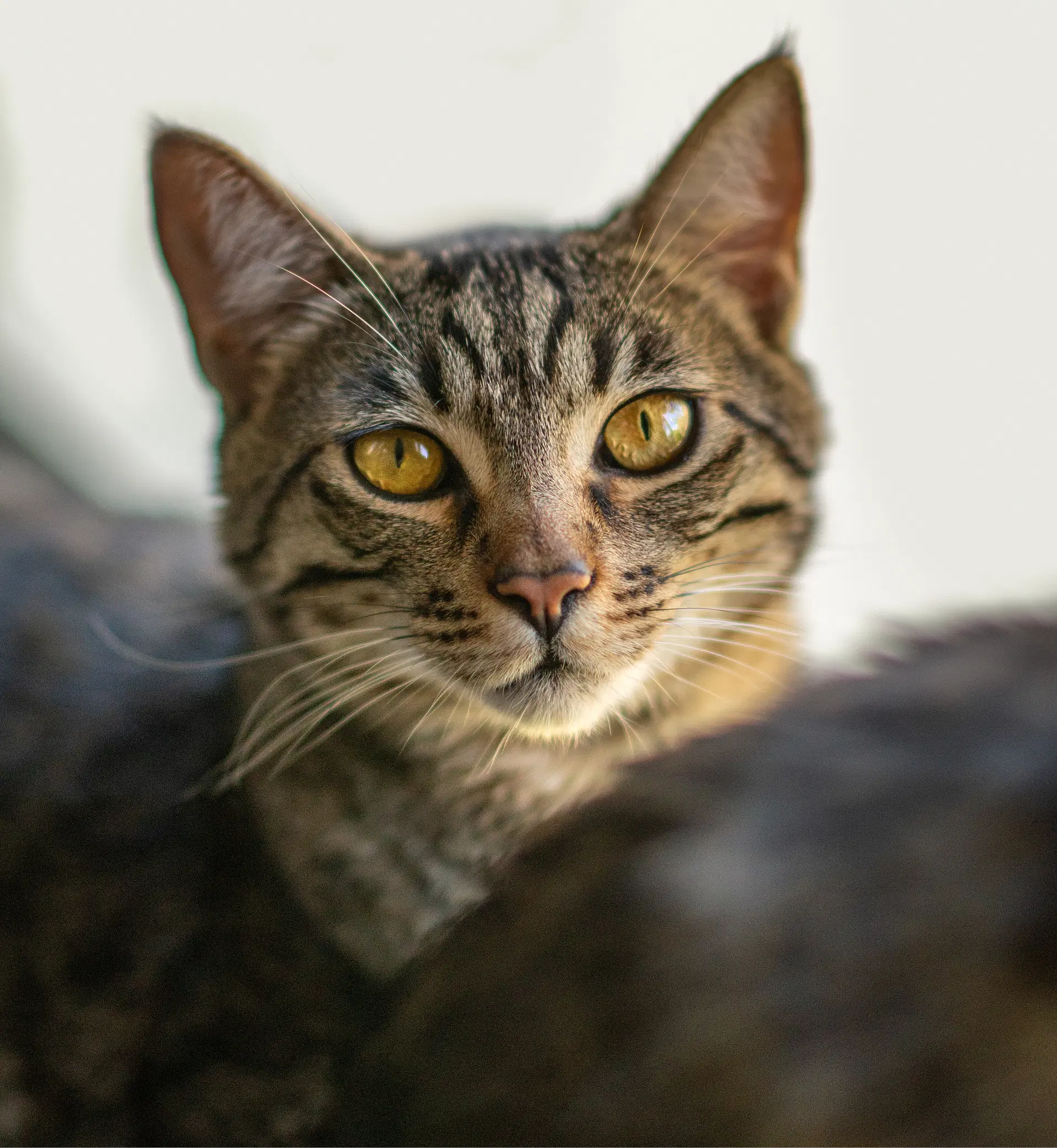 Stevie - Tabby