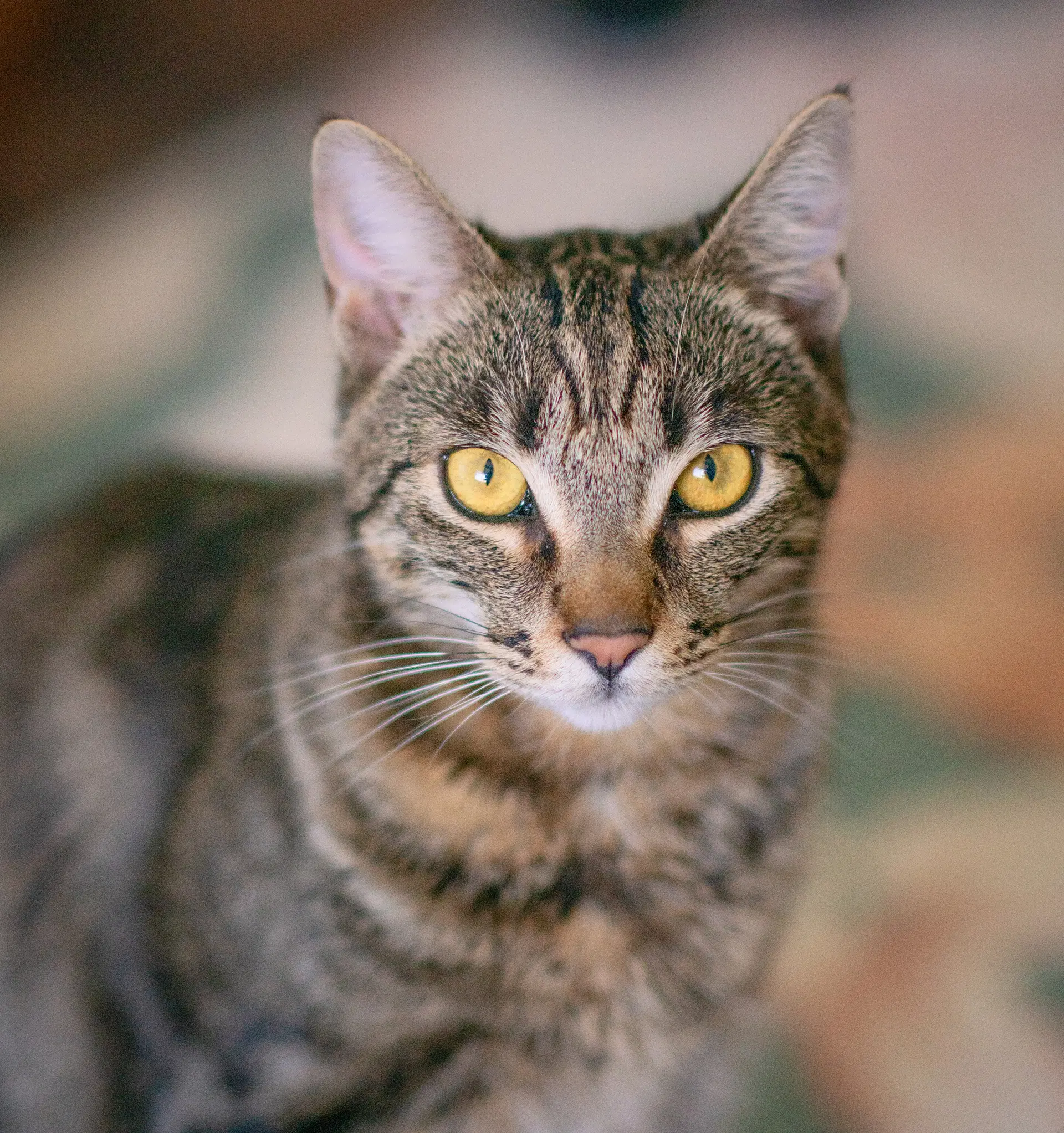 Prince - Tabby