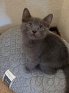 kipper