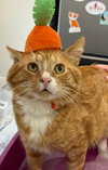 Carrot Top