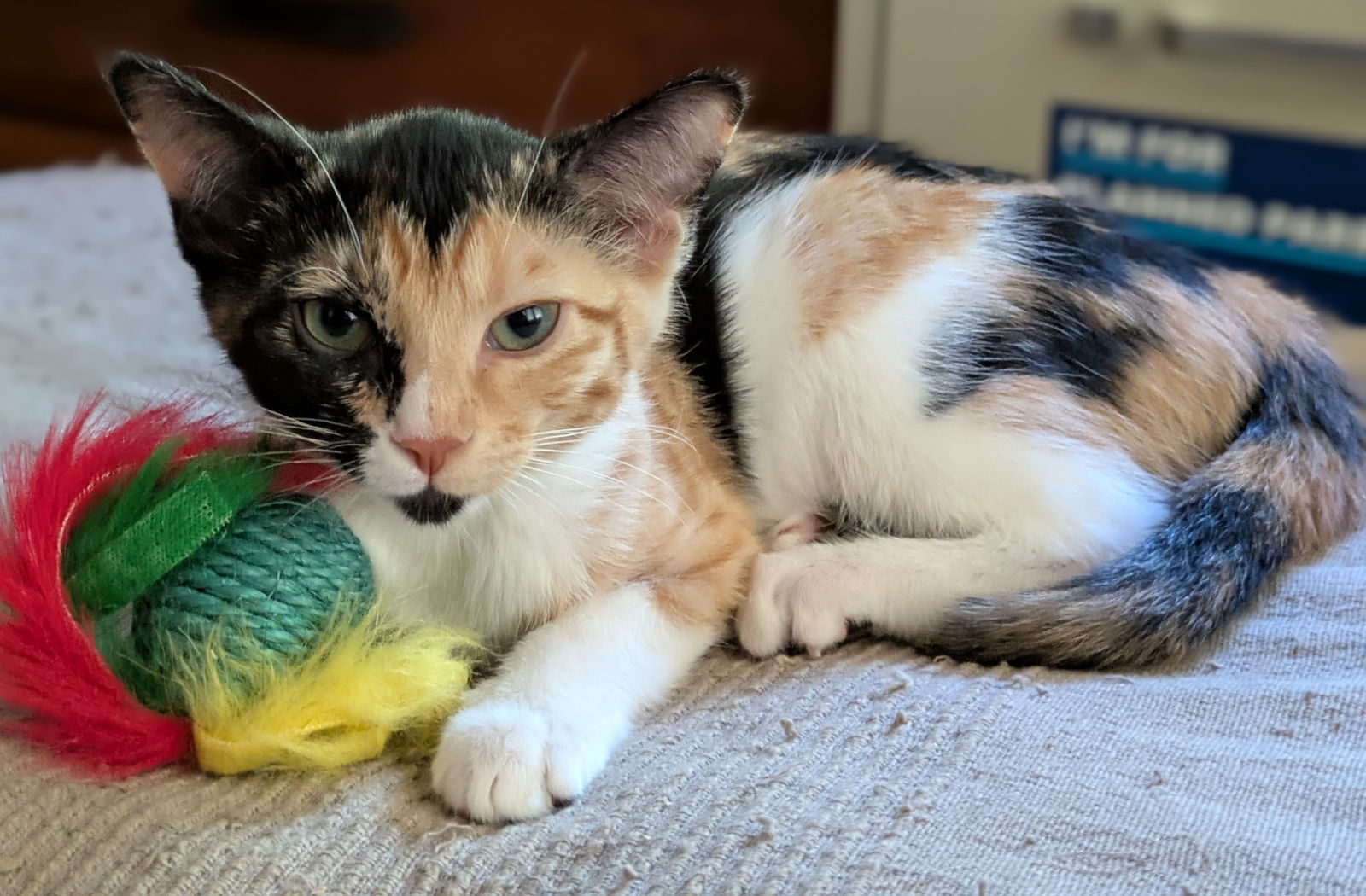 adoptable Cat in San Jose, CA named squeak