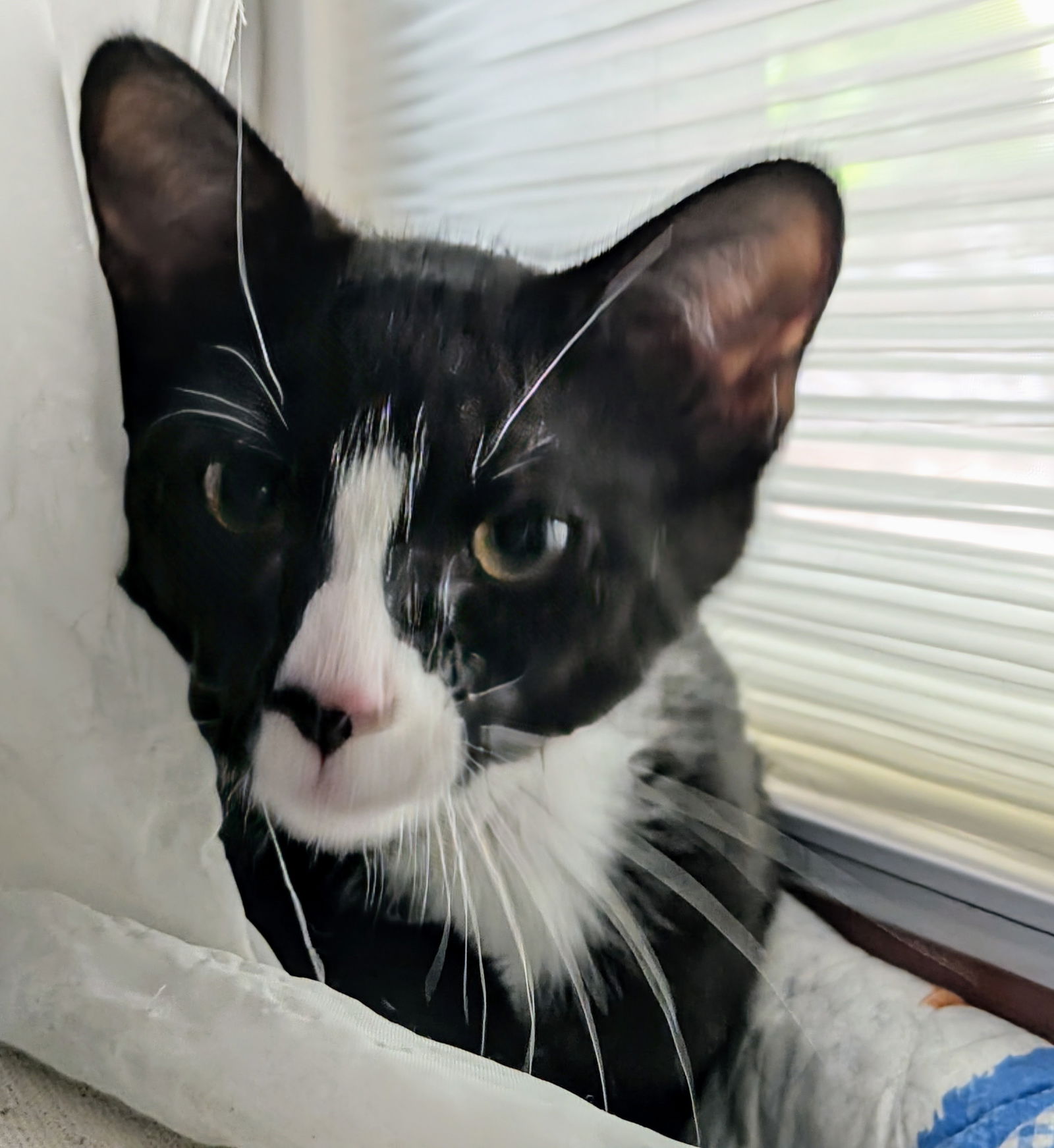 adoptable Cat in San Jose, CA named blazer
