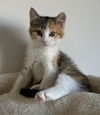 amelia