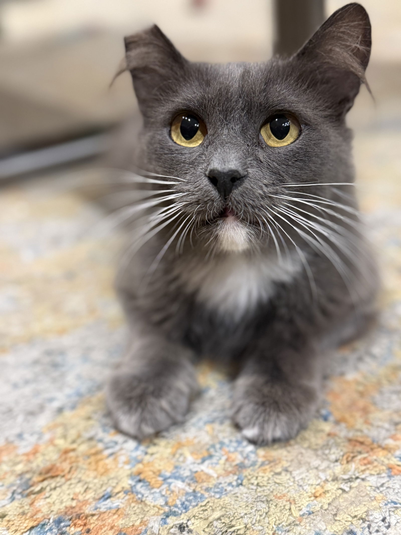 adoptable Cat in San Jose, CA named Lyra