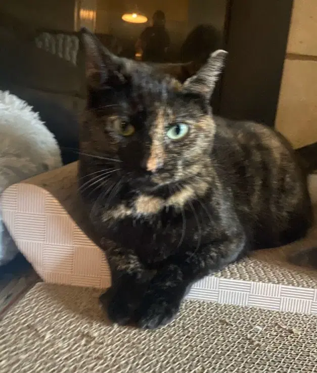 Eleanor - Tortoiseshell