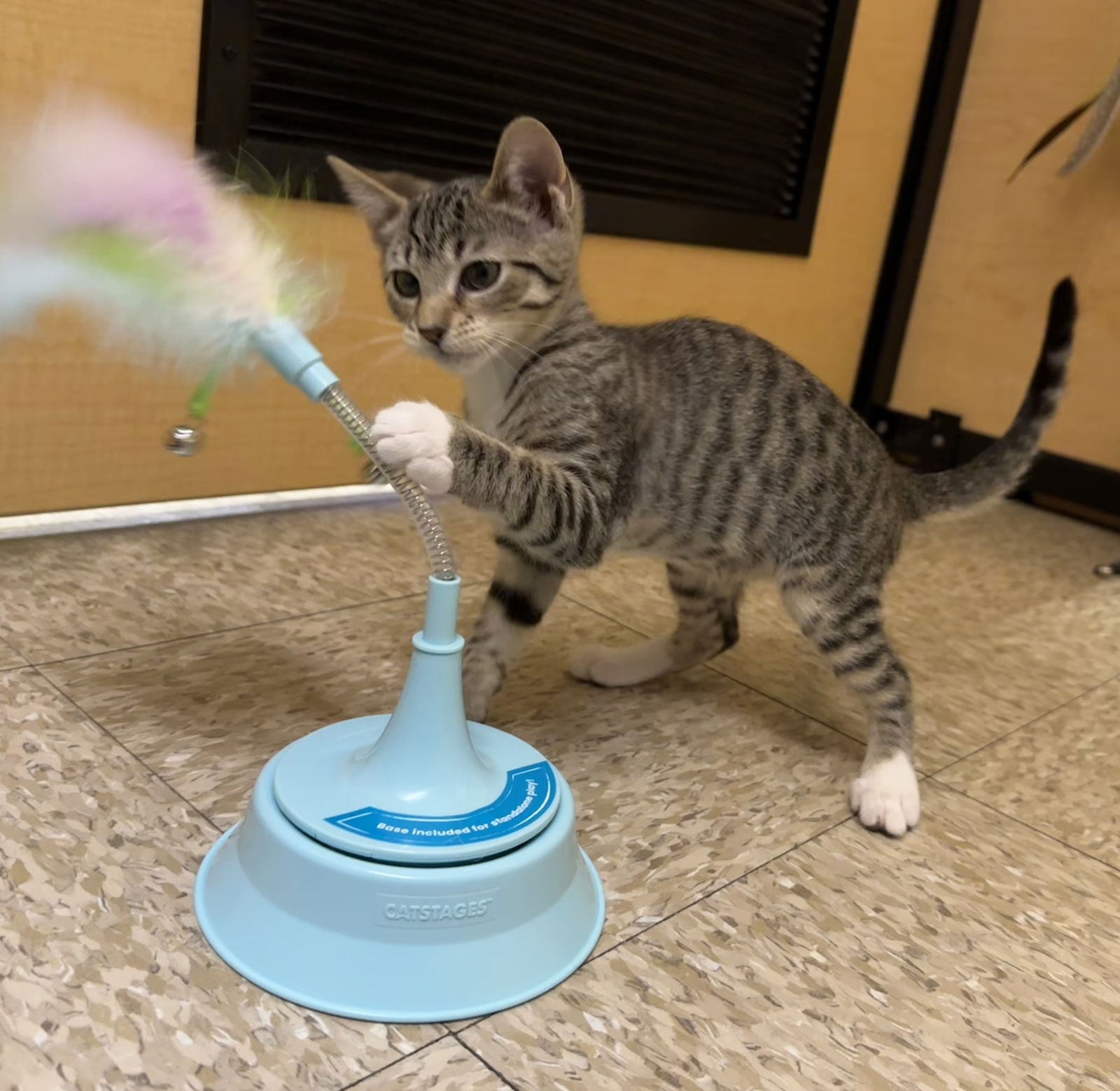 adoptable Cat in San Jose, CA named chicken