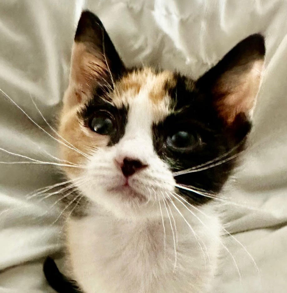 adoptable Cat in San Jose, CA named peach