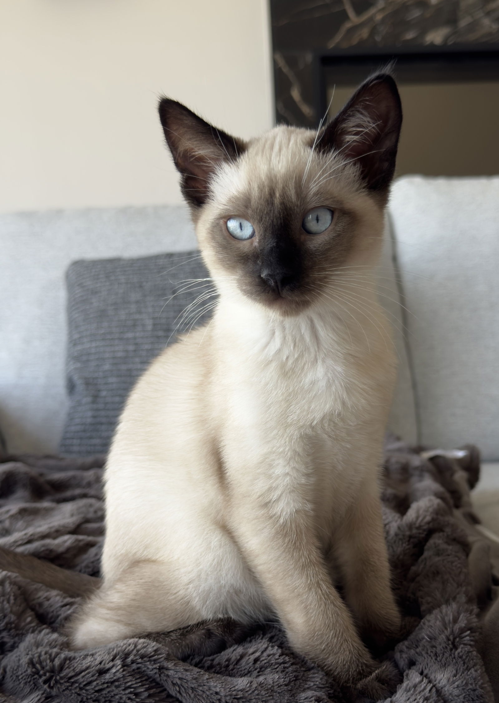 adoptable Cat in San Jose, CA named nyx