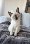 freya