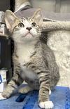 adoptable Cat in  named jaqjaq