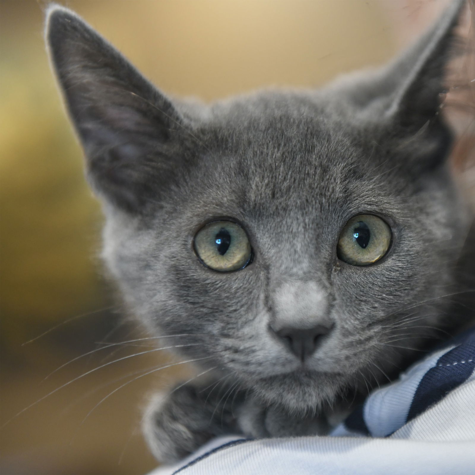 adoptable Cat in San Jose, CA named Andy