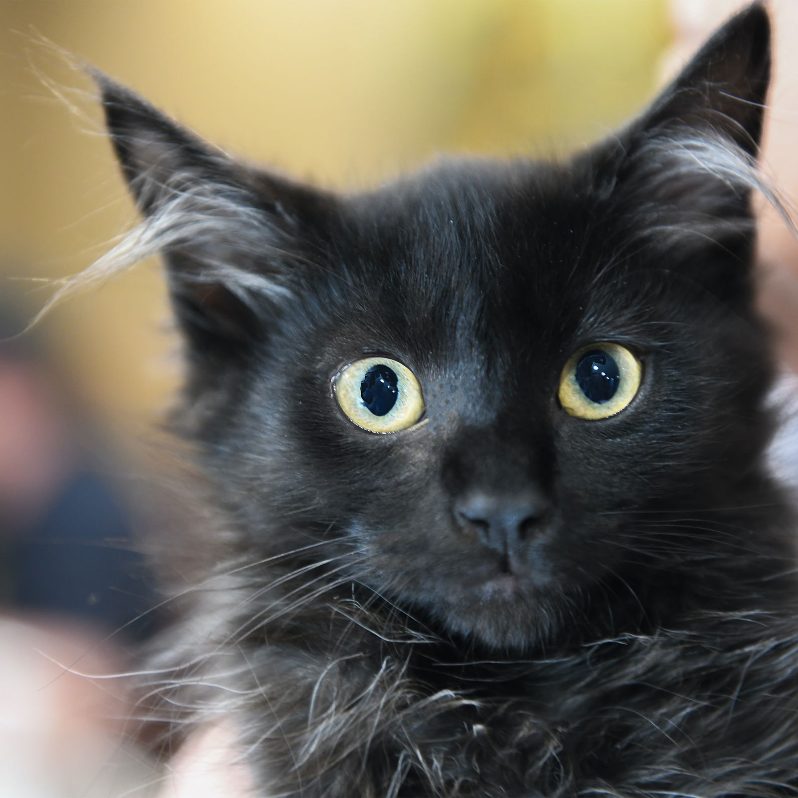 adoptable Cat in San Jose, CA named Cubby
