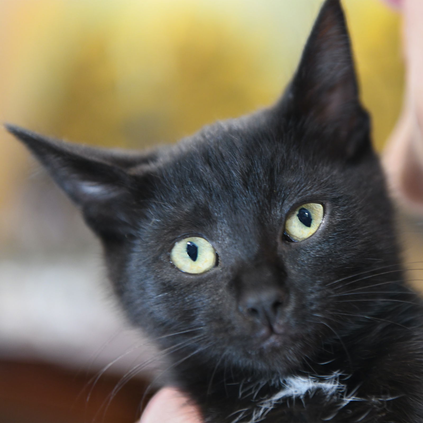adoptable Cat in San Jose, CA named Benny