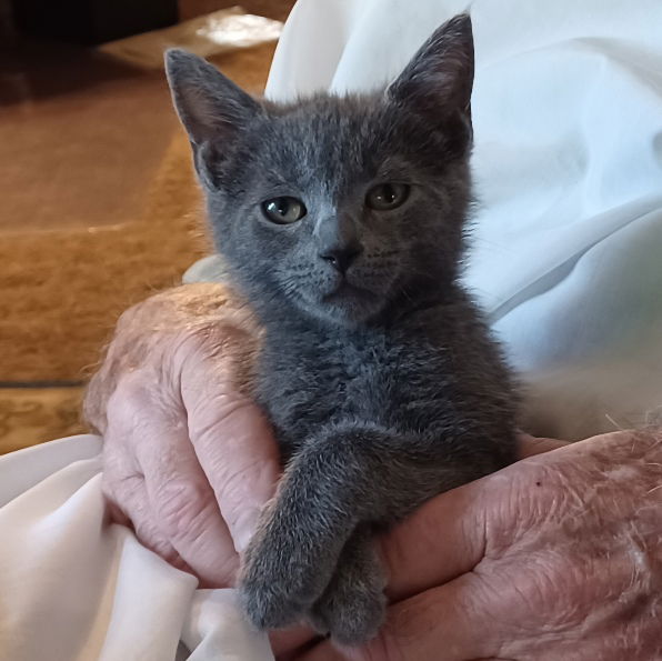 adoptable Cat in San Jose, CA named Braveheart