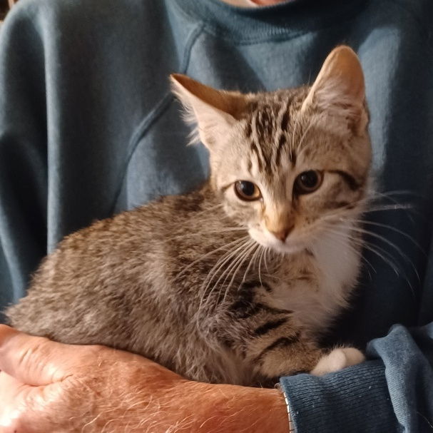 adoptable Cat in San Jose, CA named Asha