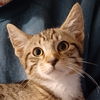 adoptable Cat in  named Wish