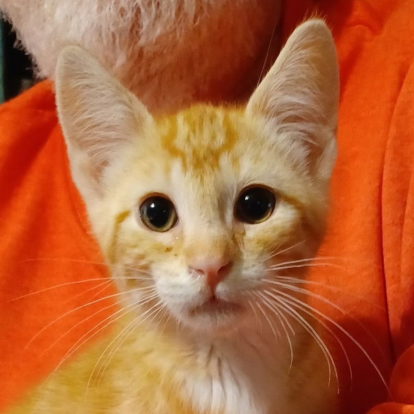 adoptable Cat in San Jose, CA named Valentino