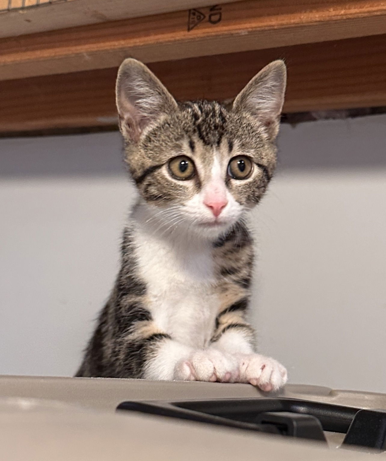 adoptable Cat in San Jose, CA named buster