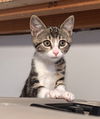 adoptable Cat in  named buster