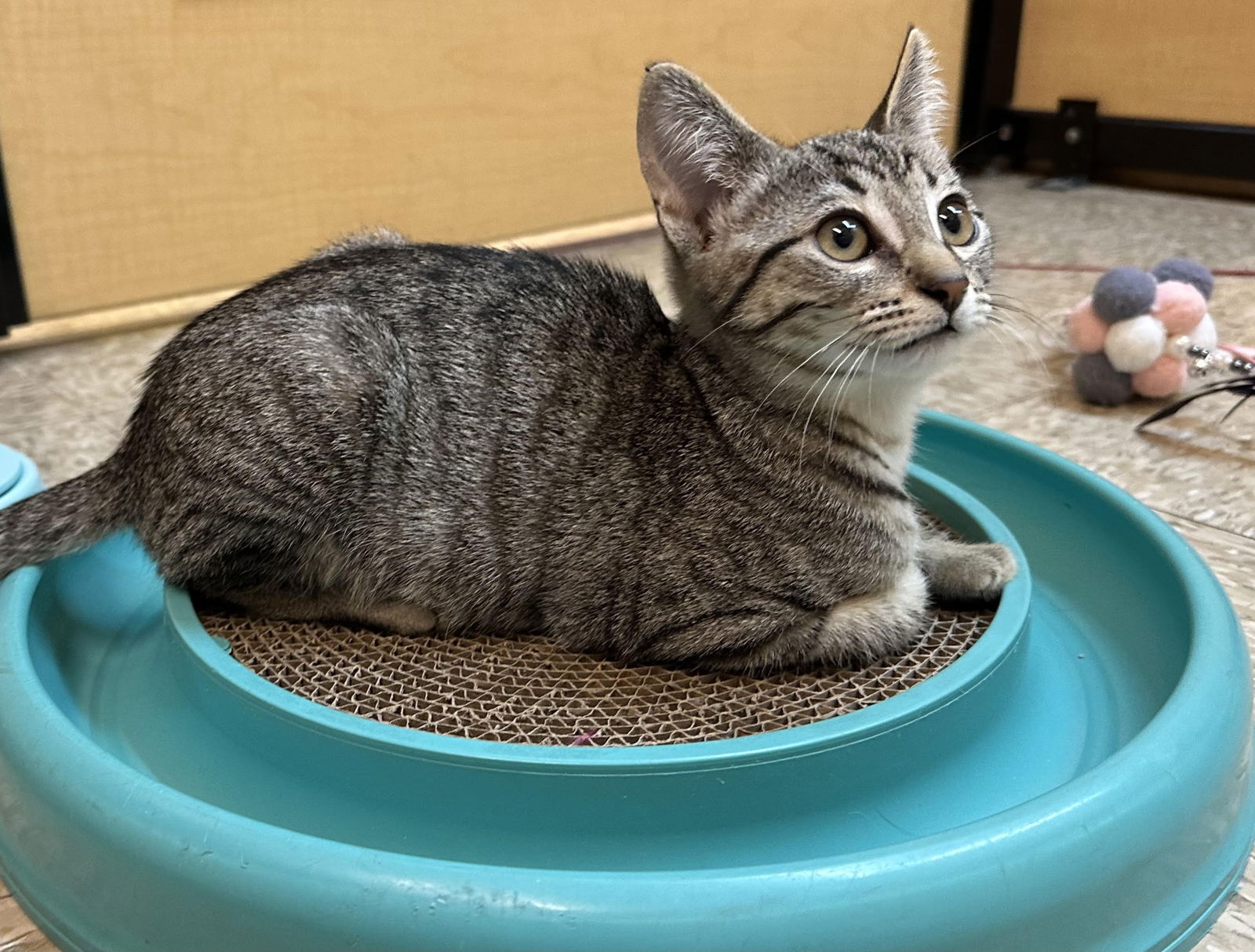 adoptable Cat in San Jose, CA named lucy