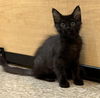 adoptable Cat in San Jose, CA named liberty