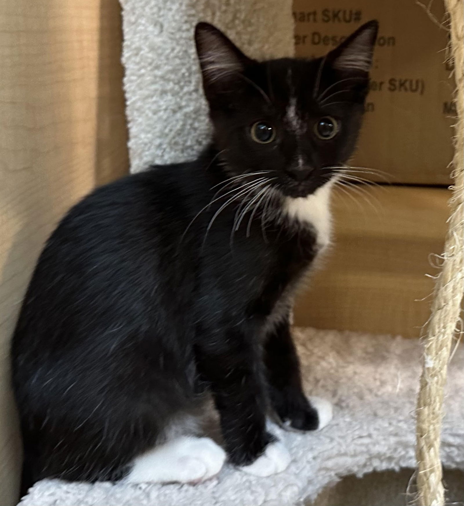 adoptable Cat in San Jose, CA named valor