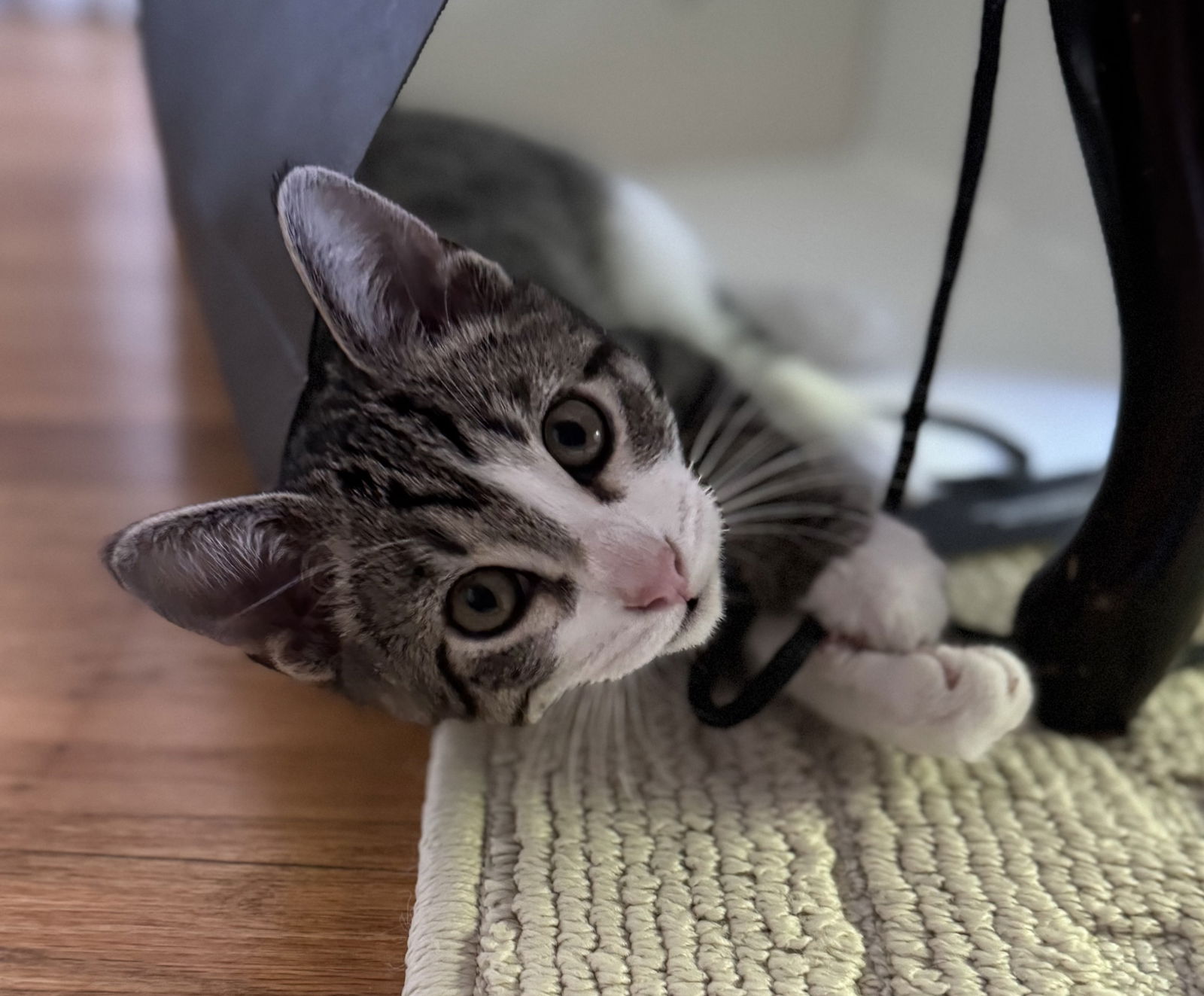 adoptable Cat in San Jose, CA named ozzie