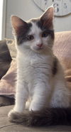 adoptable Cat in ,  named frankie