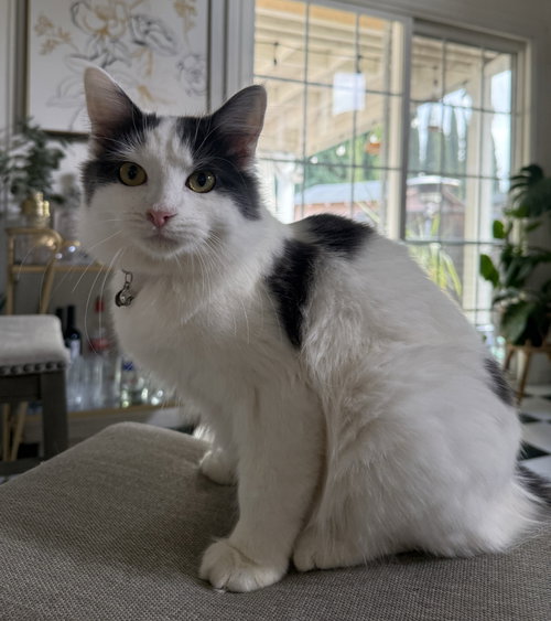 frankie