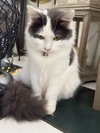 frankie