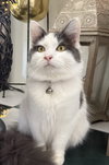 frankie