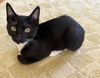 adoptable Cat in  named pemguin
