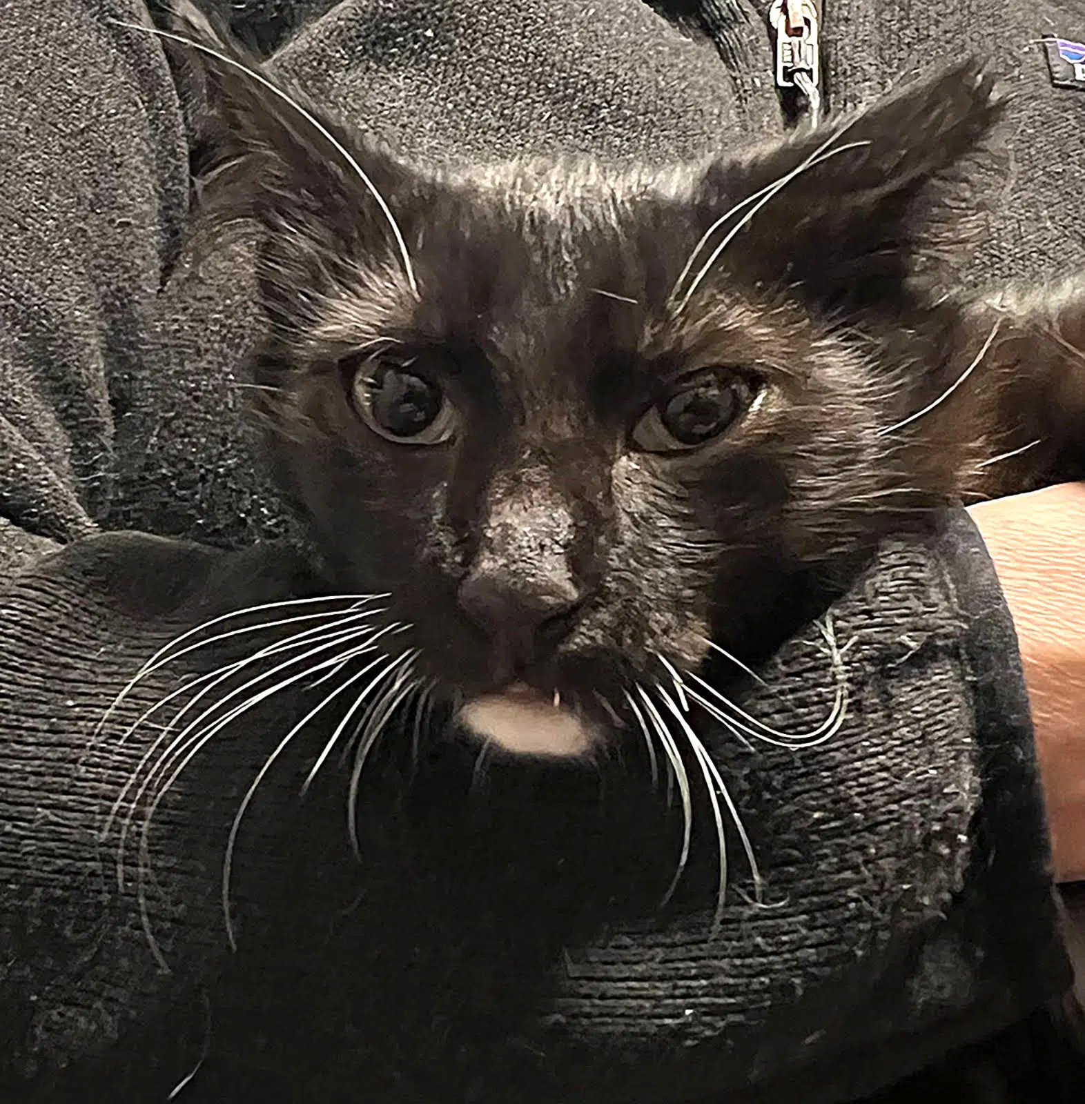 Jake - Tuxedo