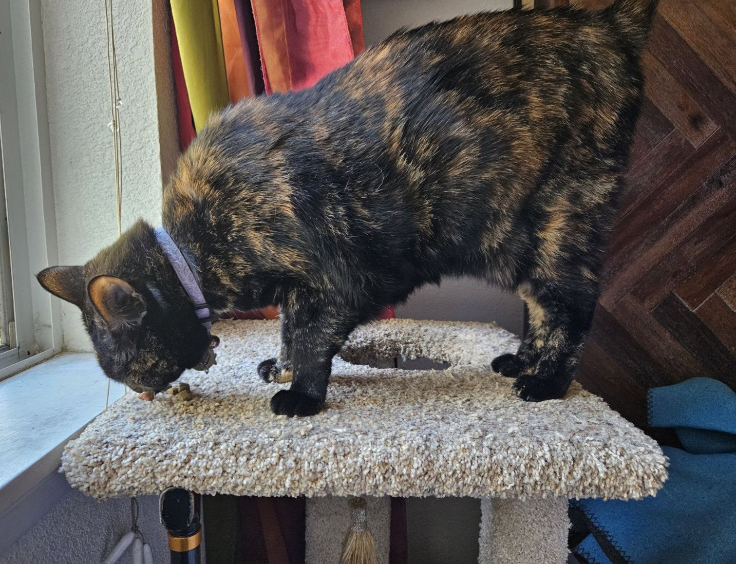 persephone