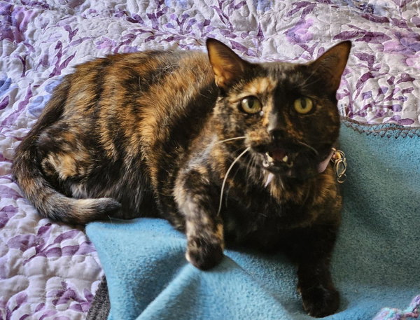persephone
