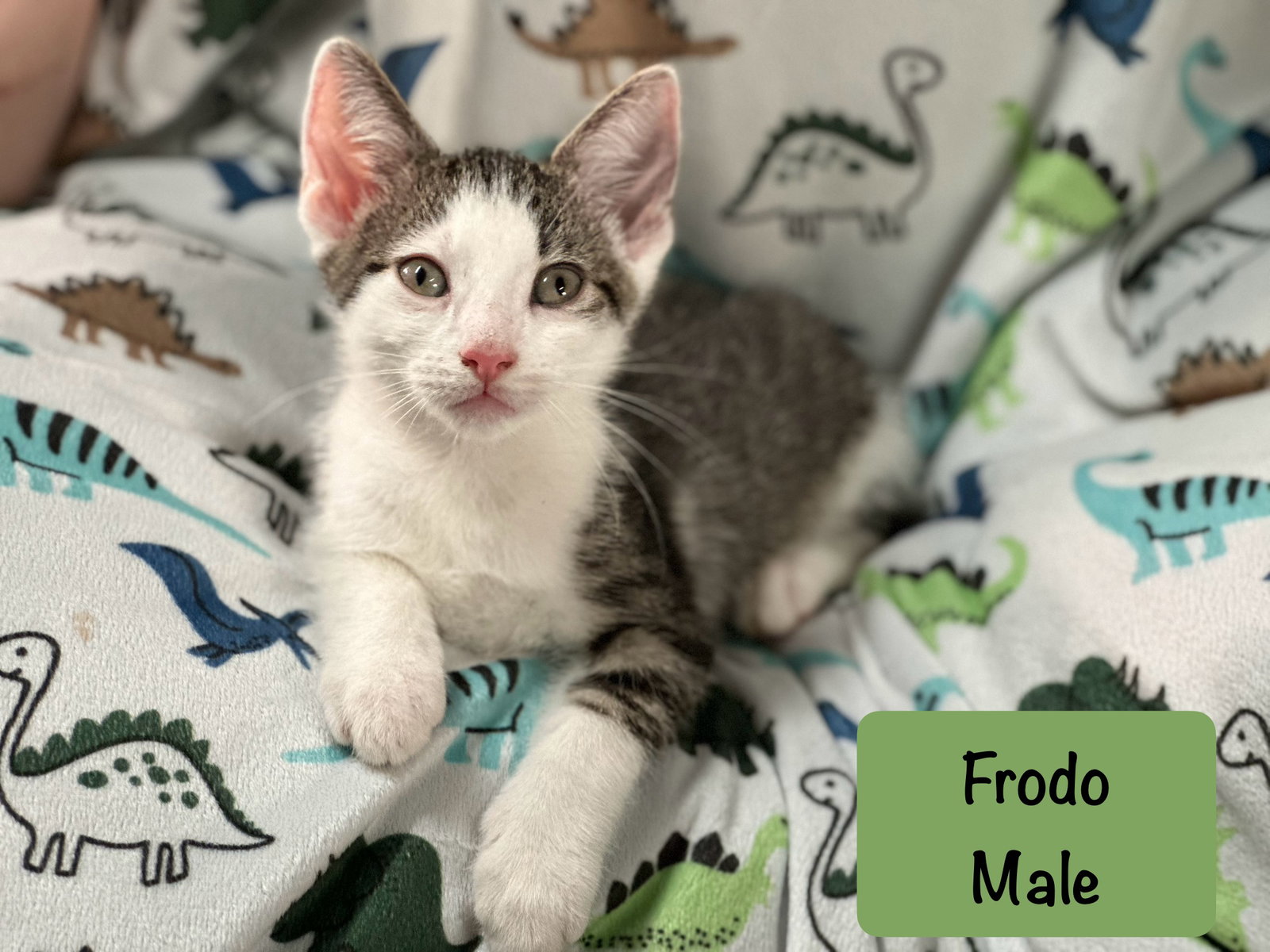 Frodo