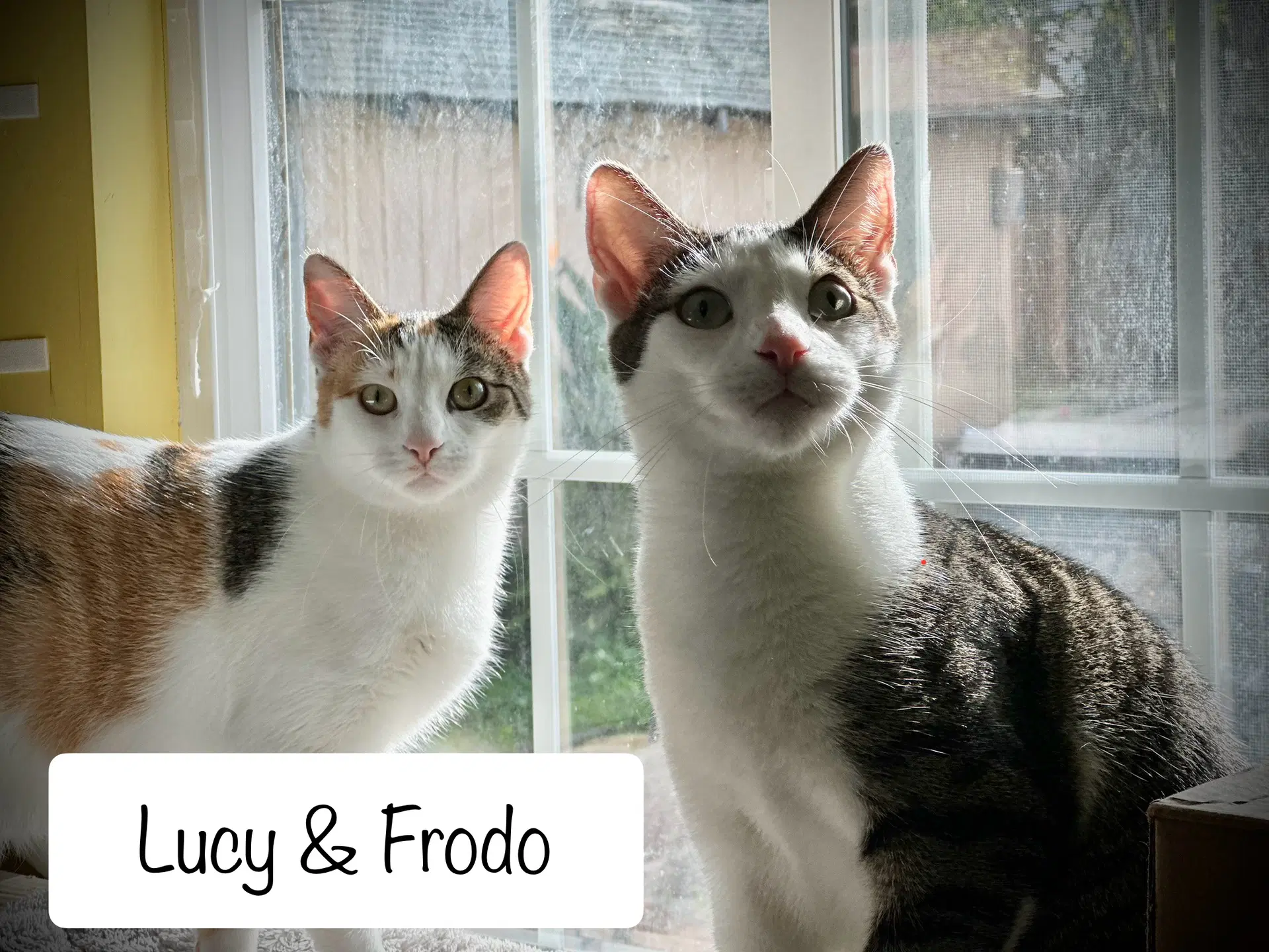 Frodo Bonded W Lucy - Tabby