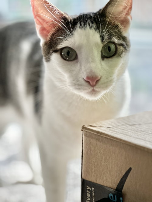 Photo 3 of Frodo (bonded w/ Lucy)