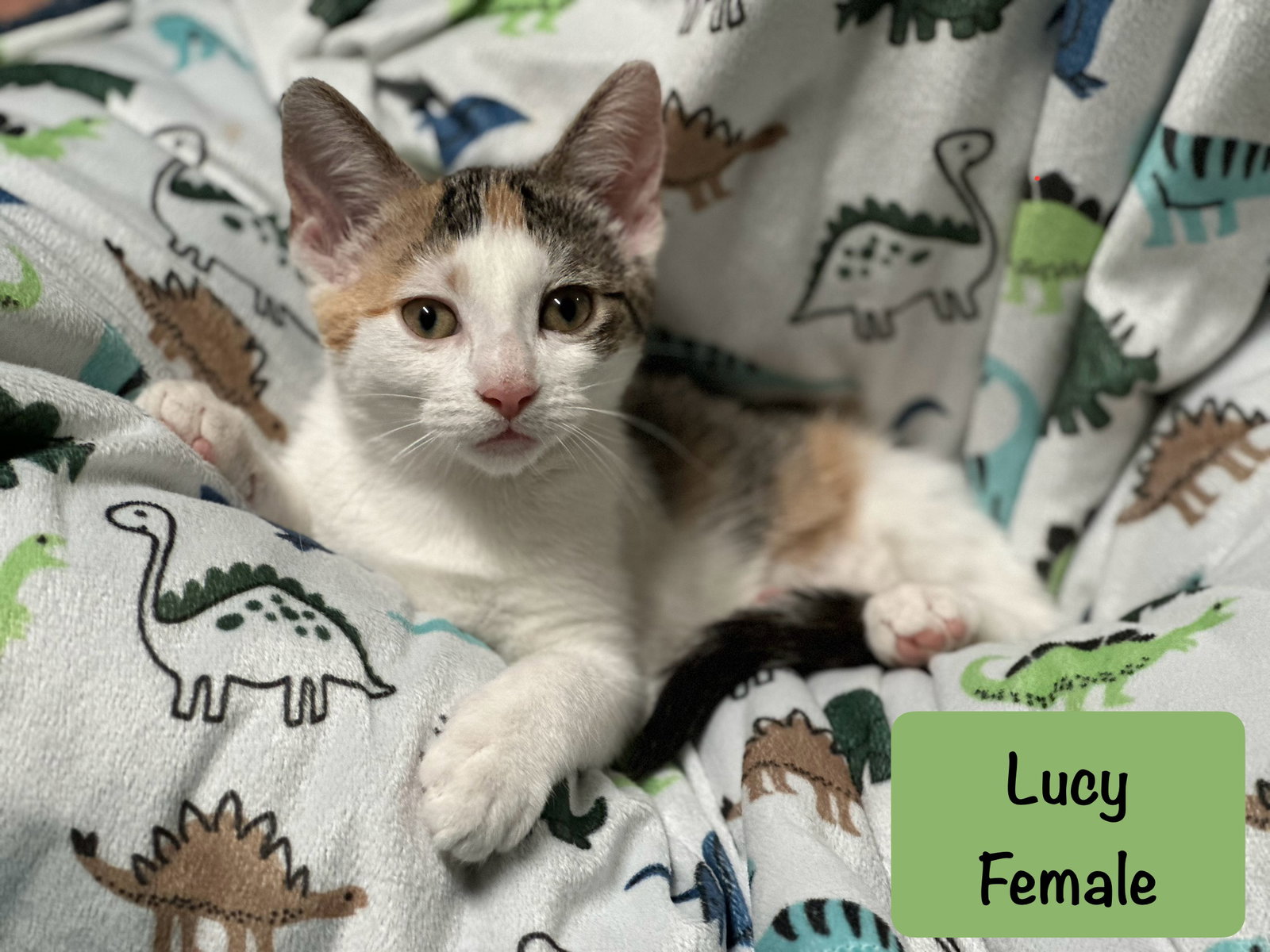 Lucy