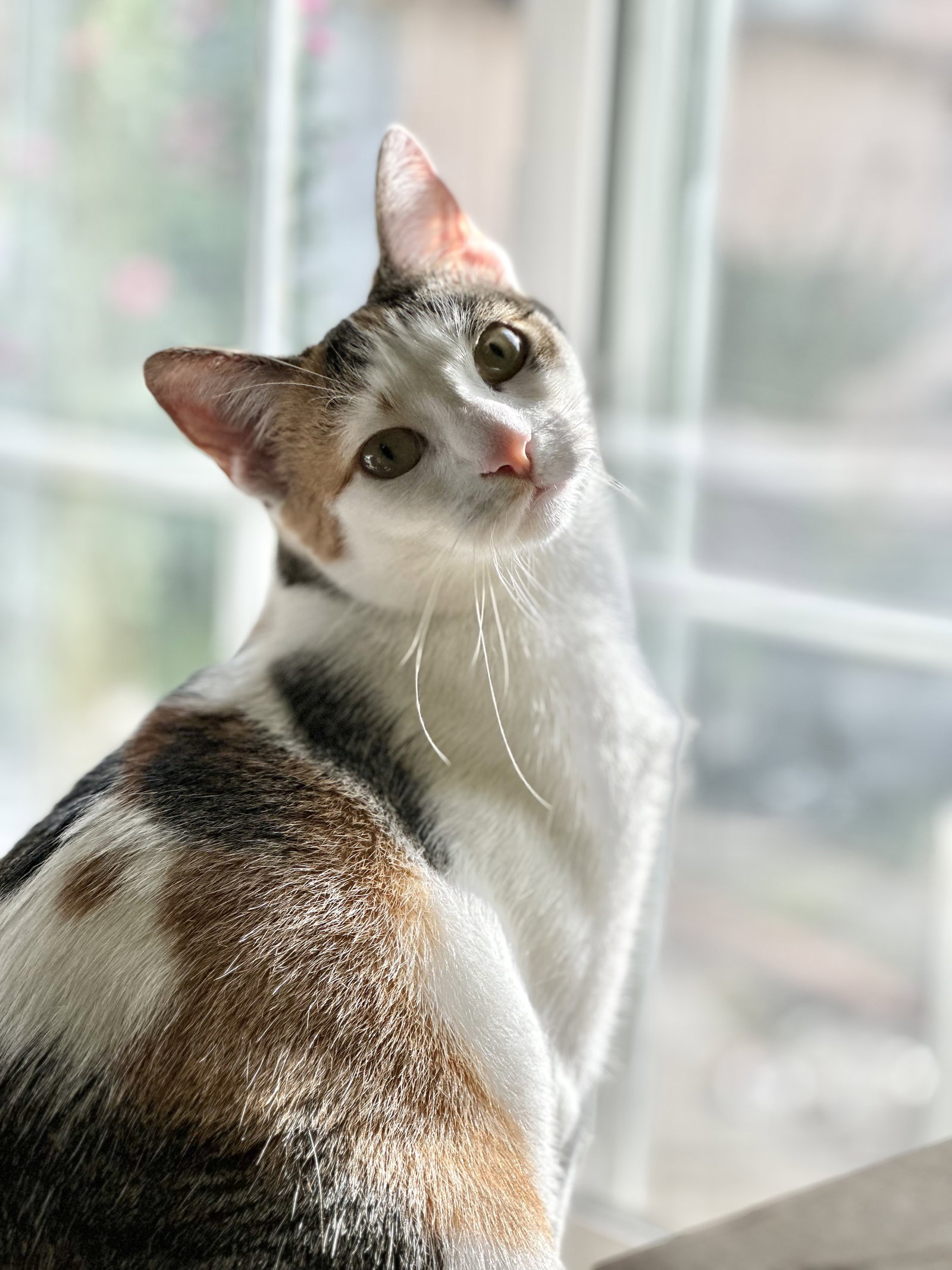 Lucy (bonded w/Frodo), photo 2