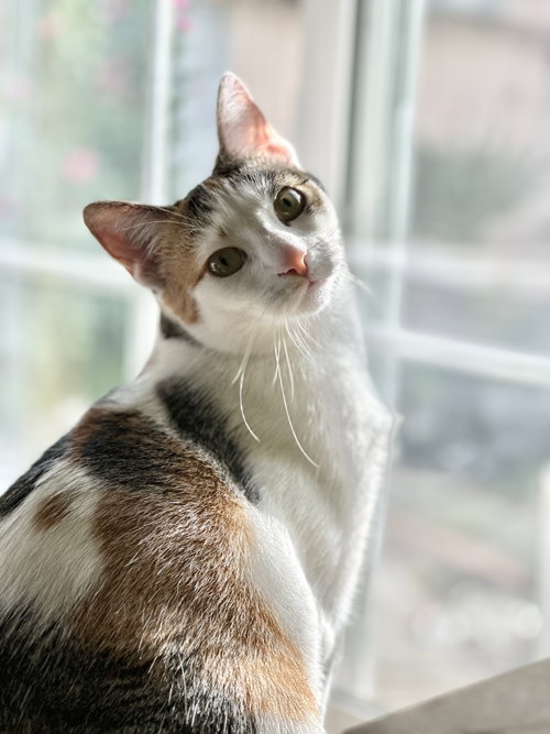 Photo 2 of Lucy (bonded w/Frodo)