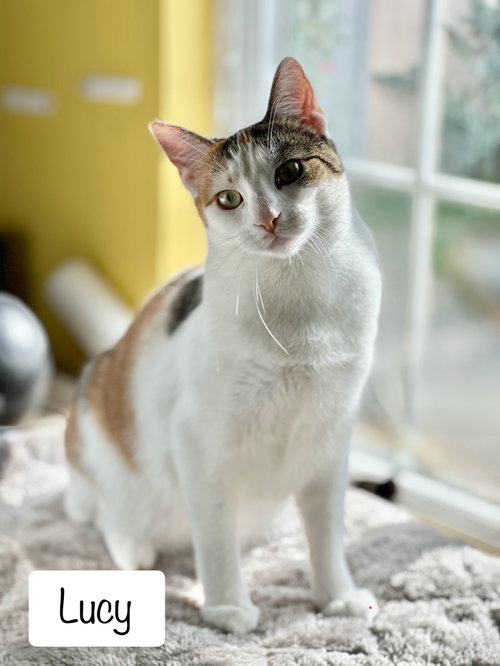 Photo 3 of Lucy (bonded w/Frodo)