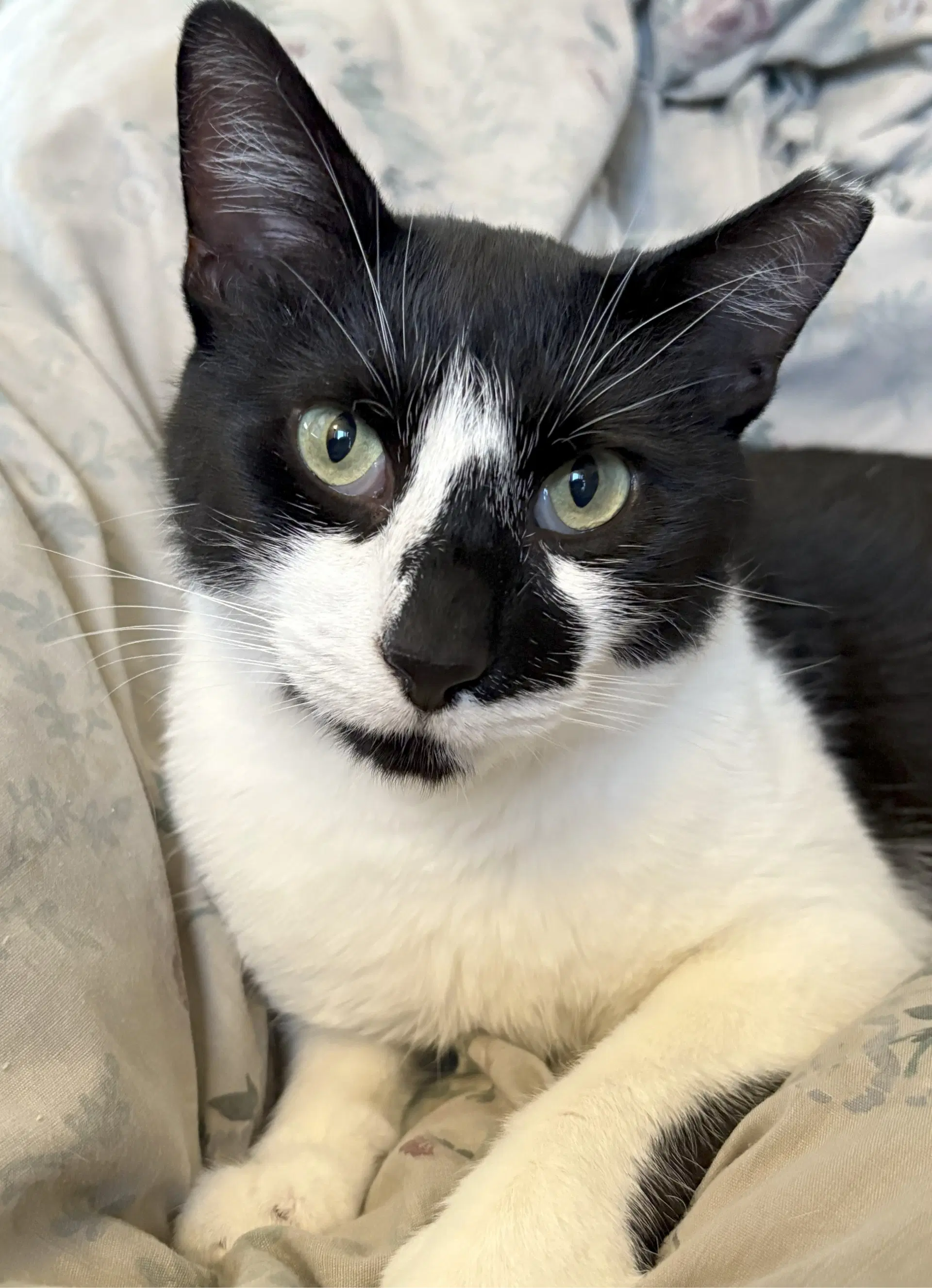 Milkweed - Tuxedo