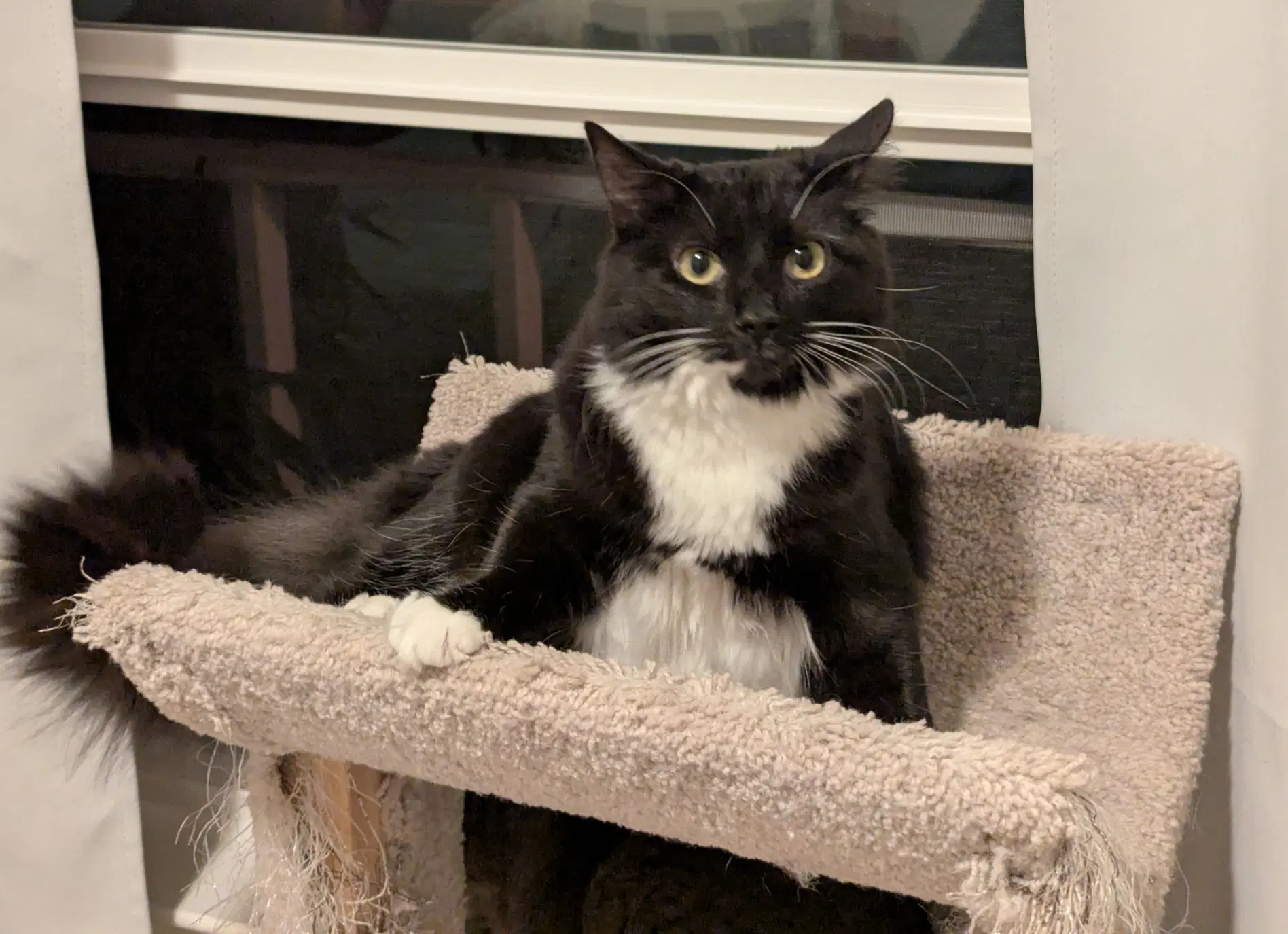 Classy - Domestic Medium Hair