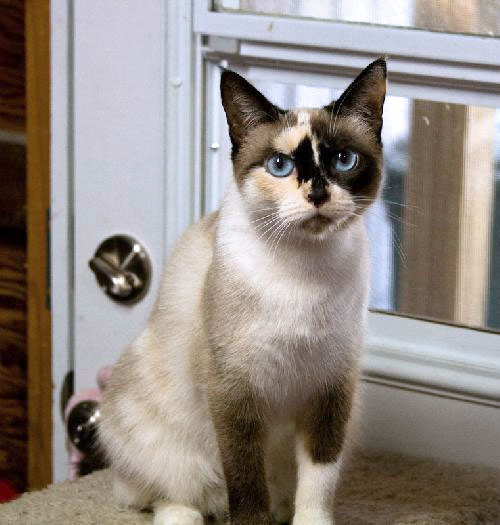 Sylvie