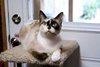 Sylvie