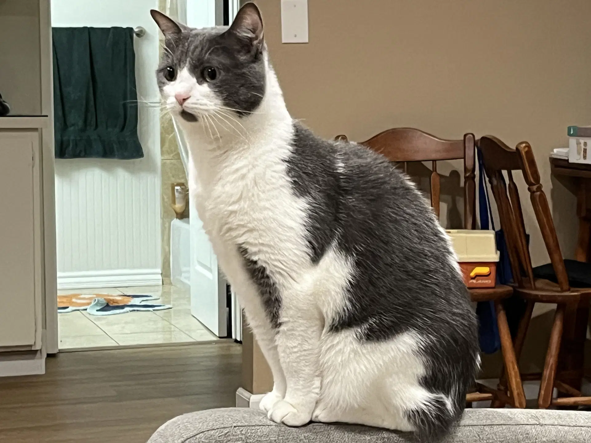 Binx image 2