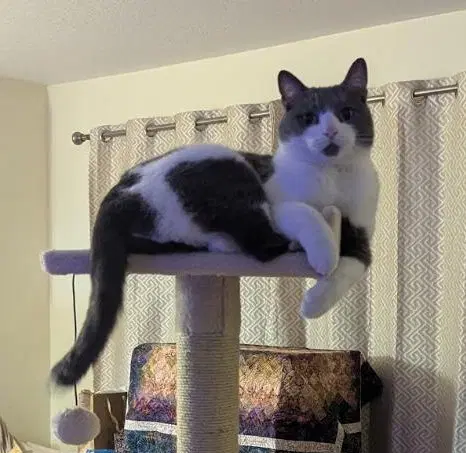 Binx - Tuxedo